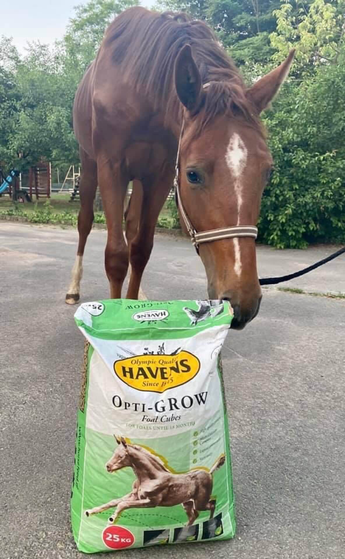 Havens magyarországi referencia