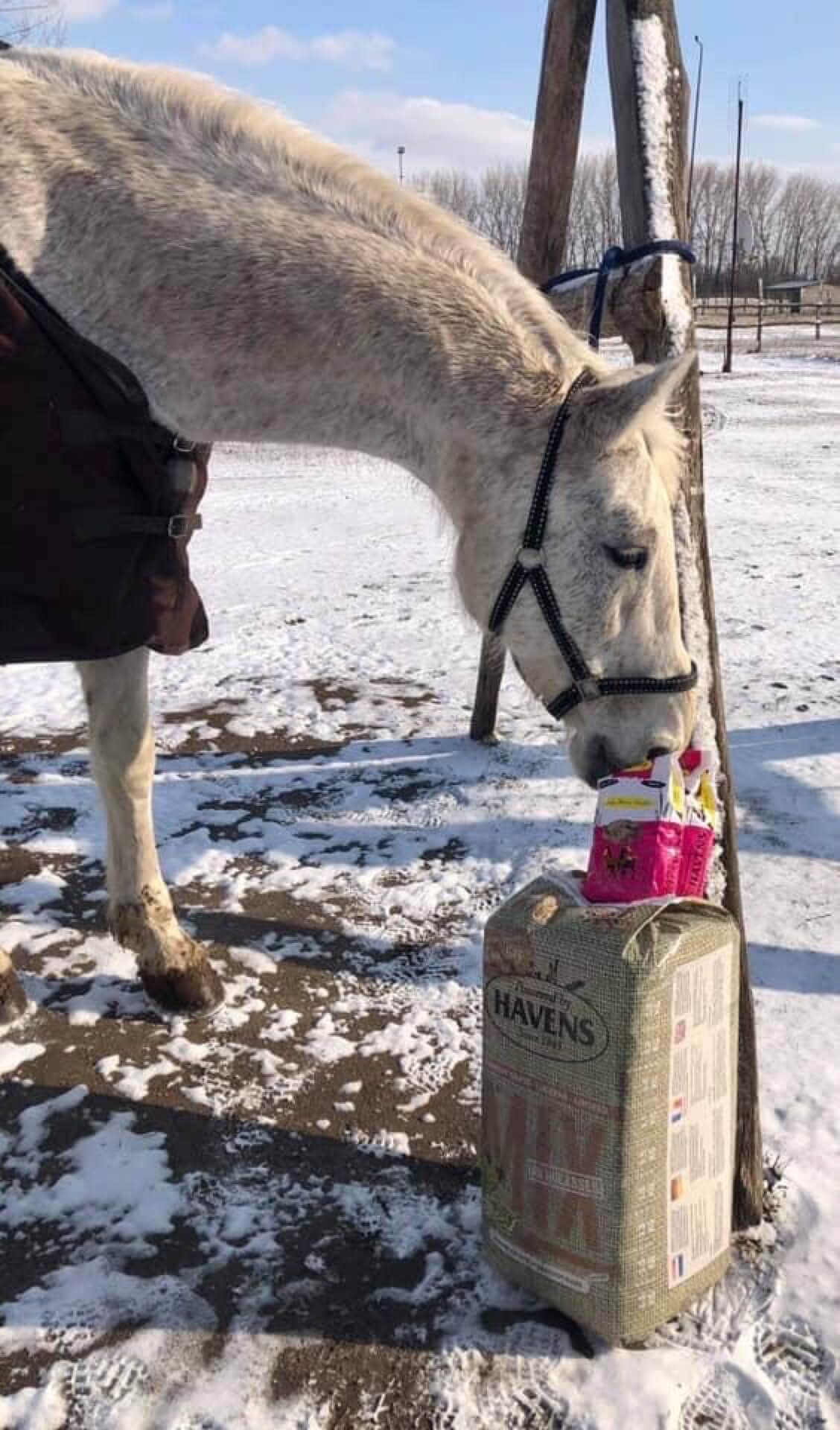 Havens magyarországi referencia