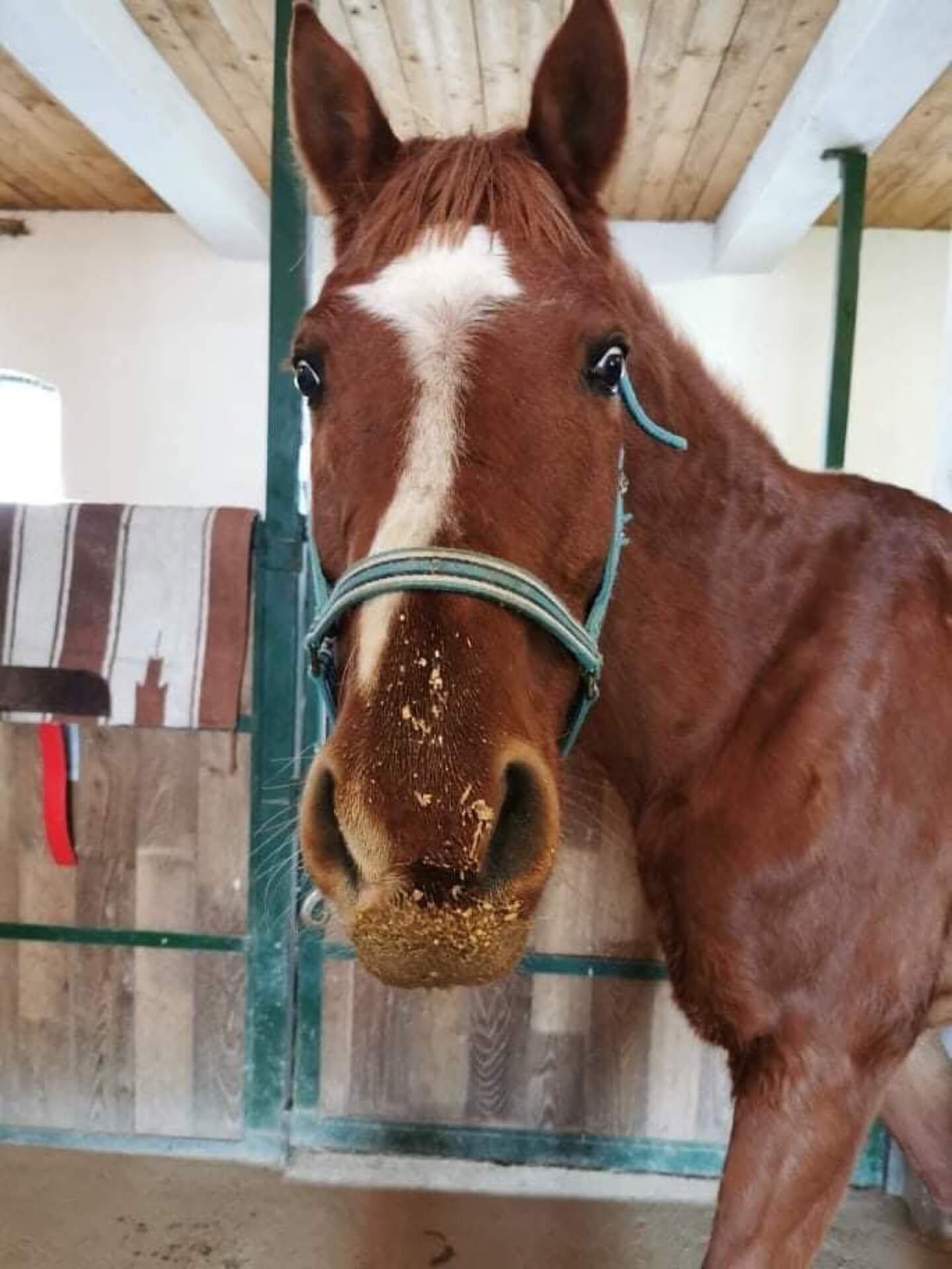 Havens magyarországi referencia