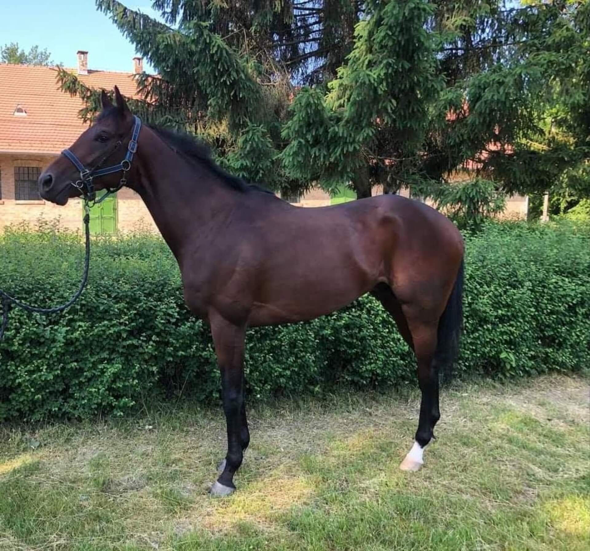 Havens magyarországi referencia