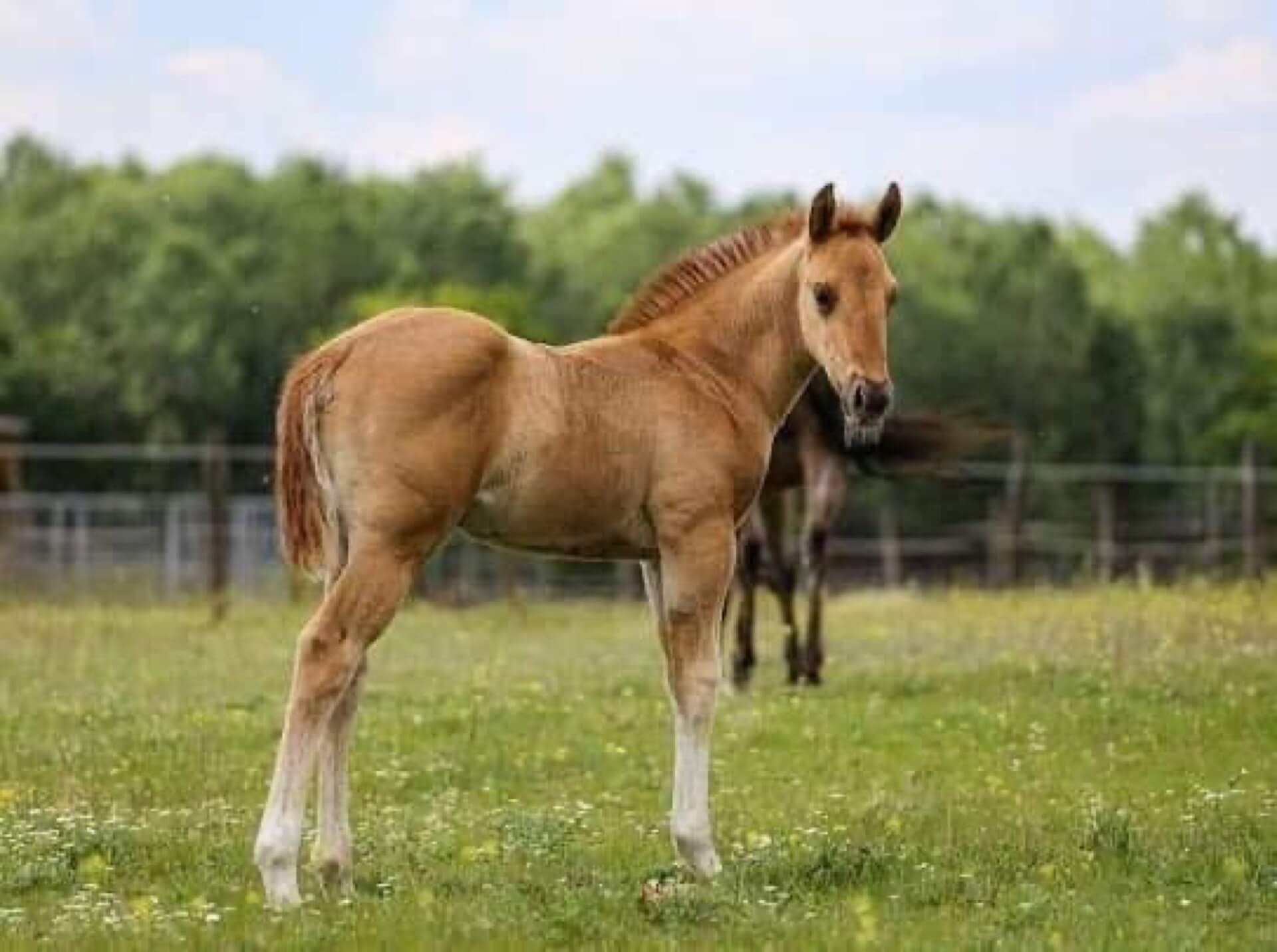 Havens magyarországi referencia