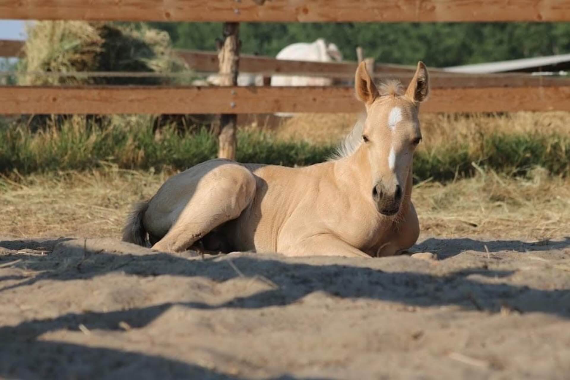 Havens magyarországi referencia
