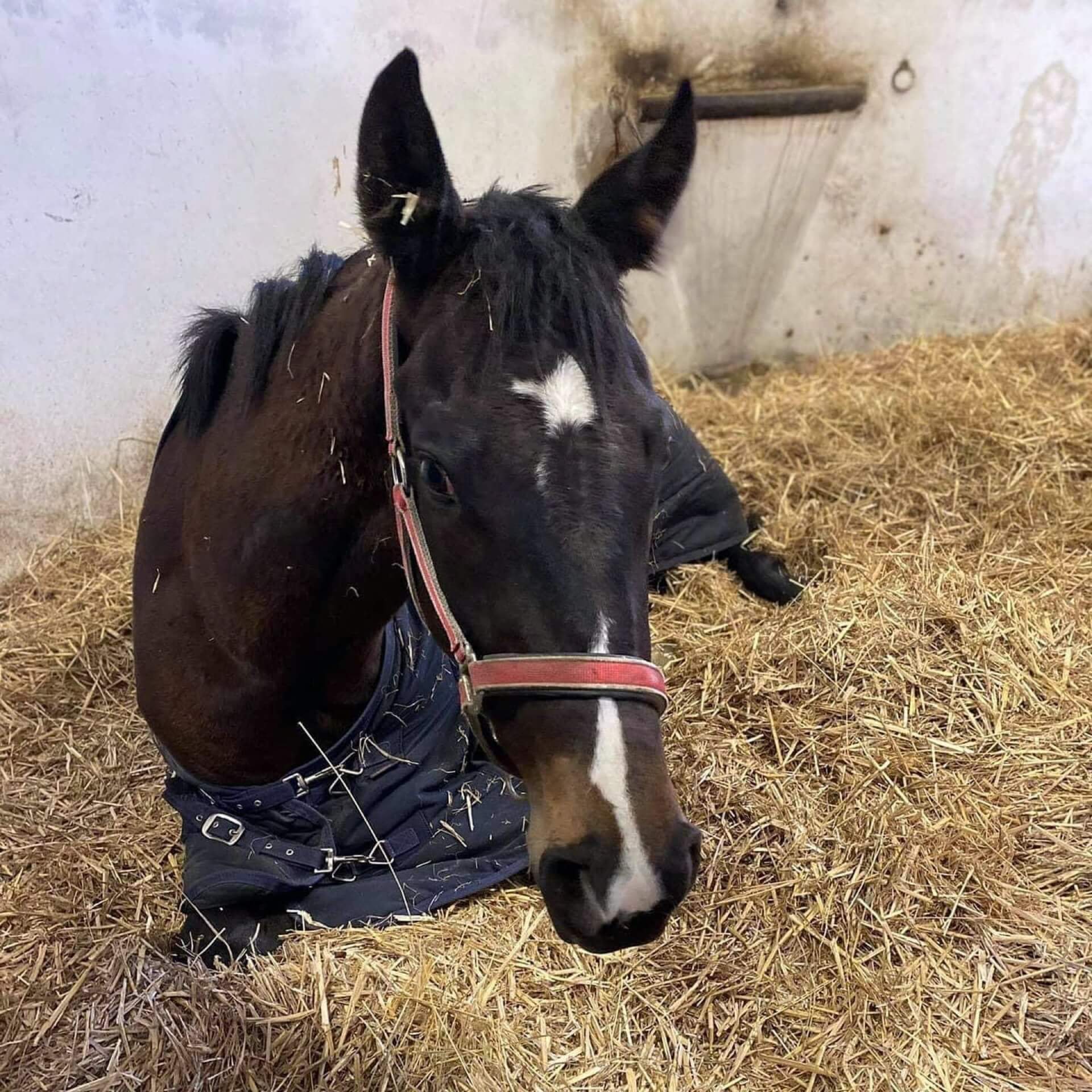 Havens magyarországi referencia