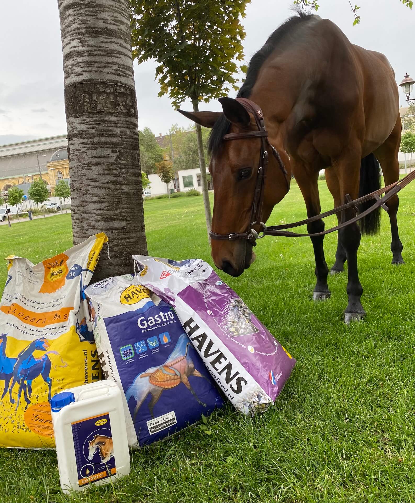 Havens magyarországi referencia