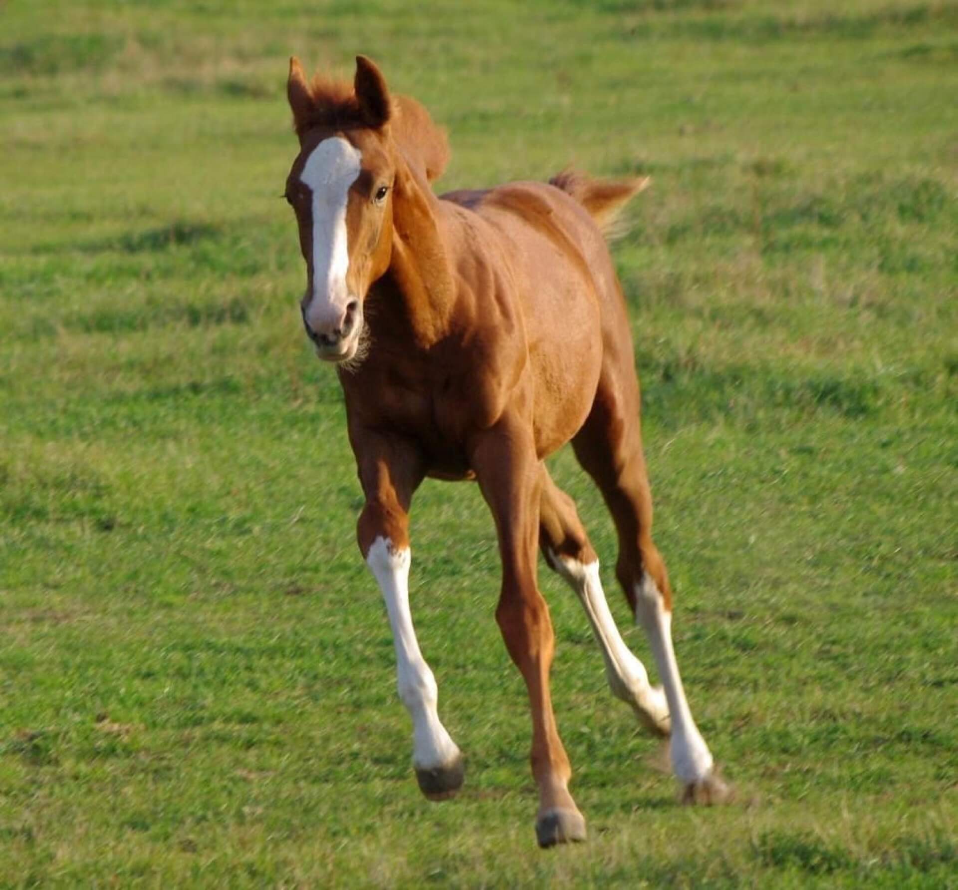 Havens magyarországi referencia