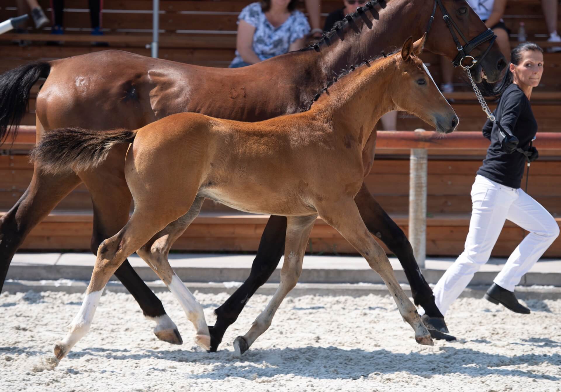 Havens magyarországi referencia