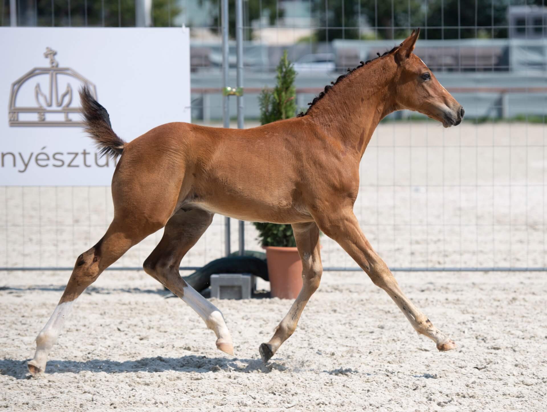Havens magyarországi referencia