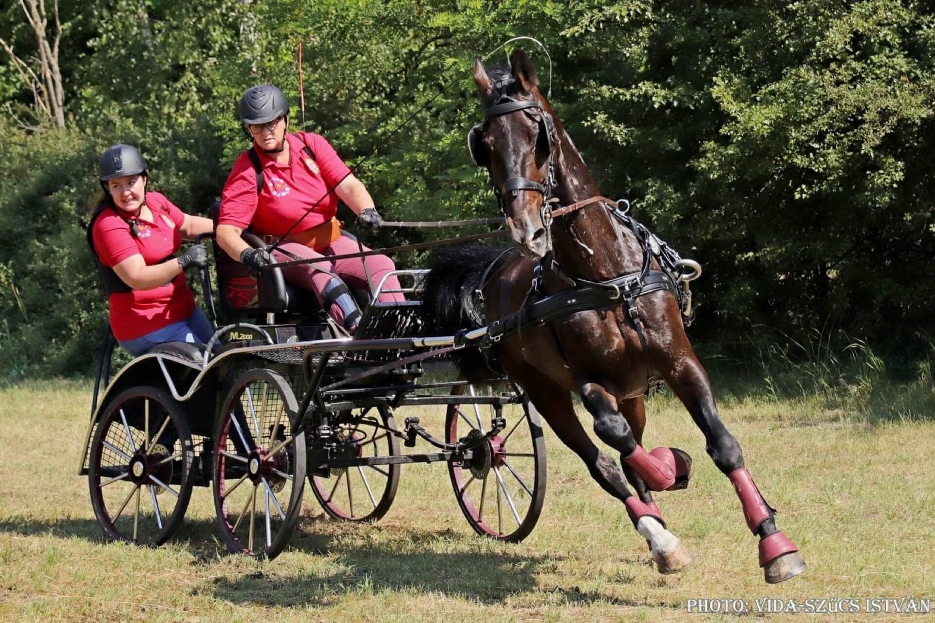 Havens magyarországi referencia