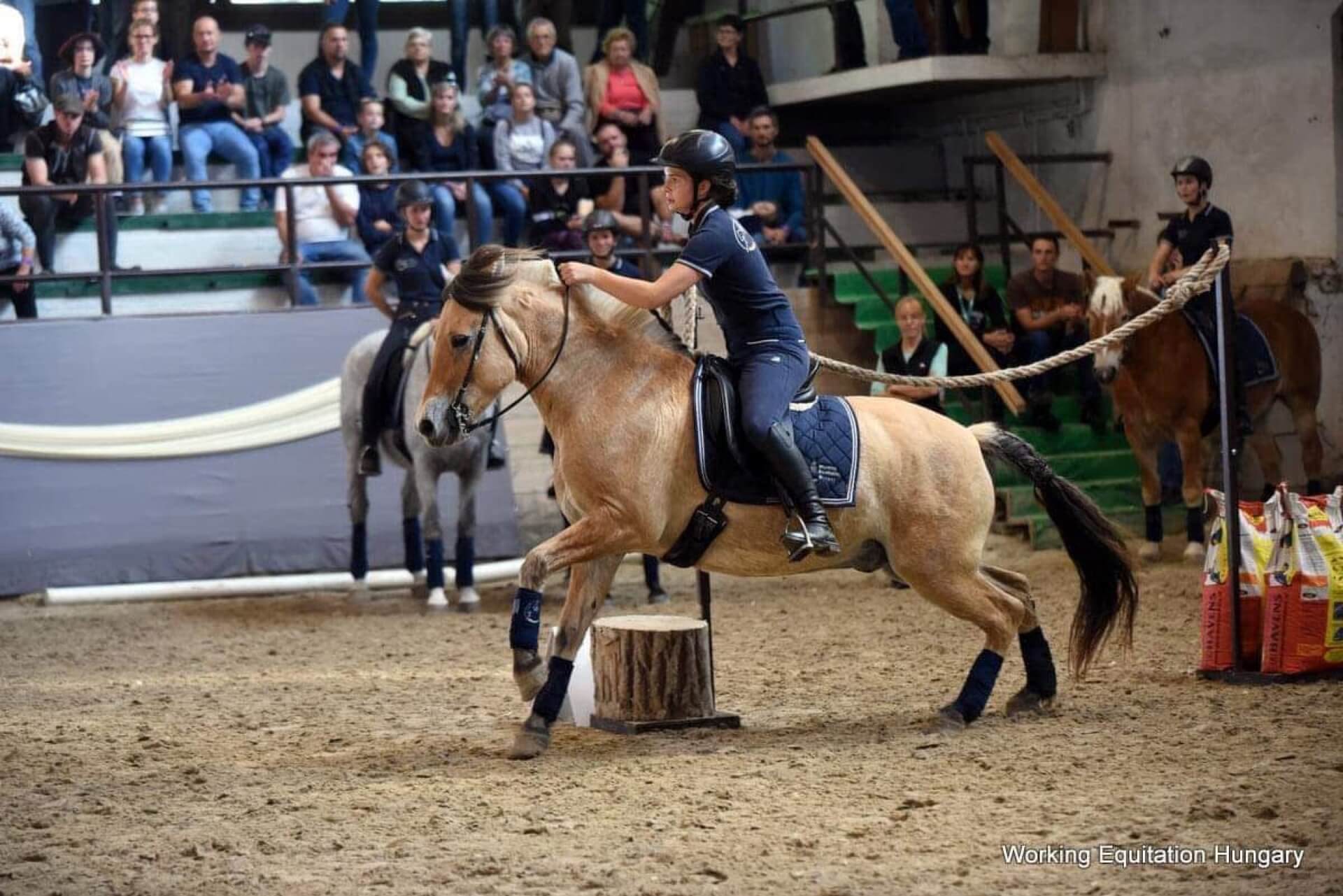 Havens magyarországi referencia